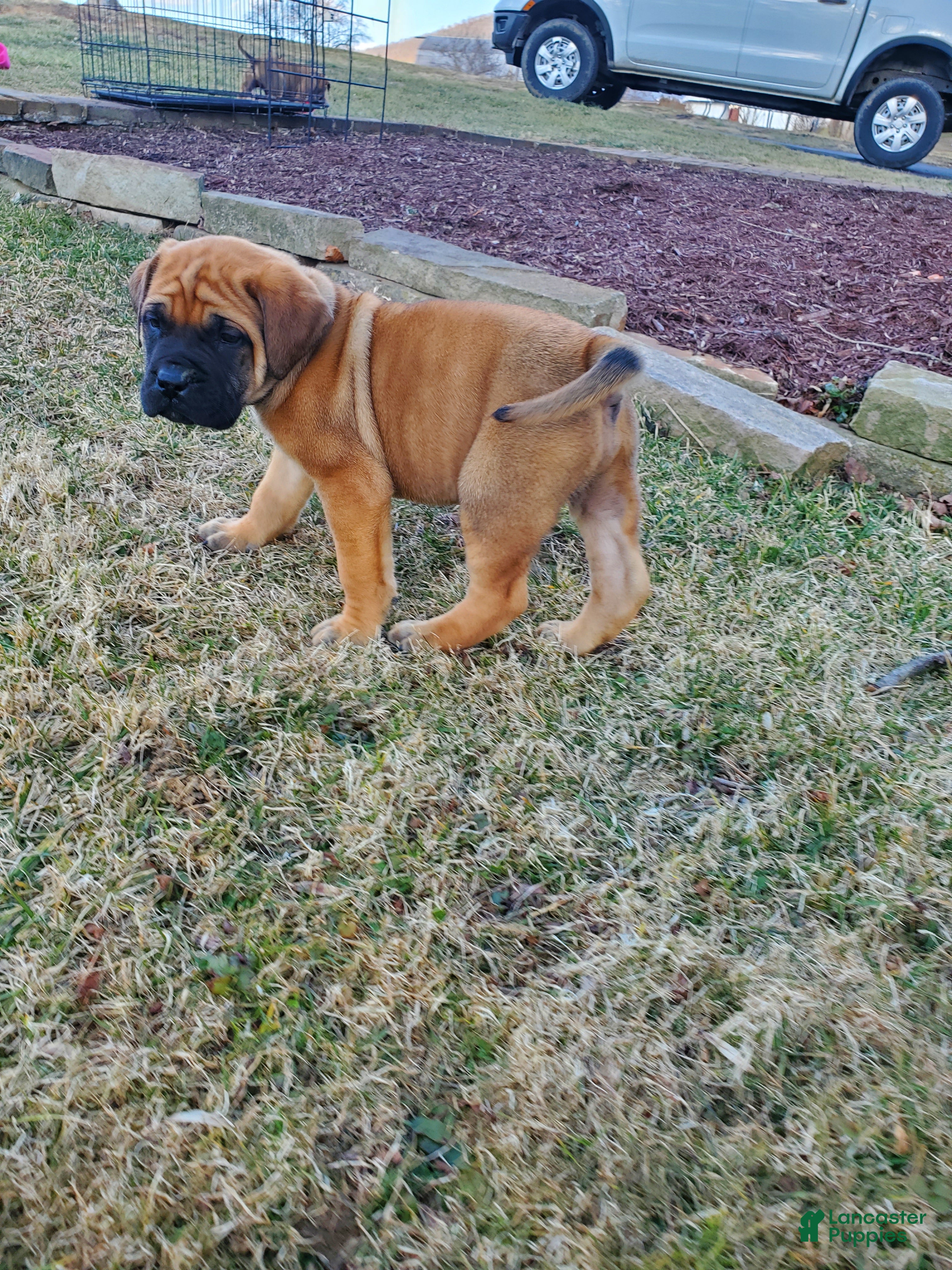 English Mastiff dogs Sawyer - Ad 1