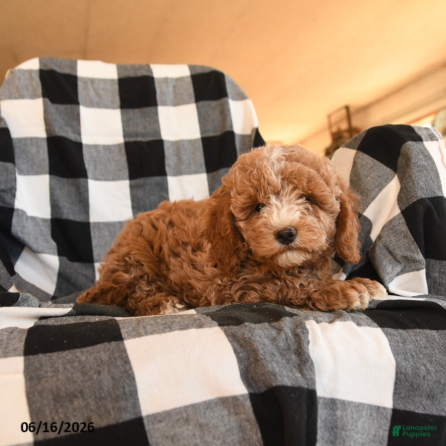 Cavapoo dogs Fanny - Ad 2