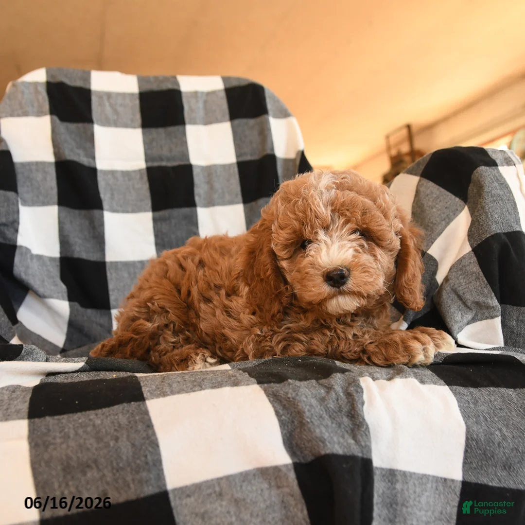 Cavapoo dogs for sale: Fanny - Ad 2