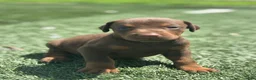 Doberman Pinscher dogs for sale: Luna - Ad 4