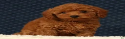 Havapoo dogs for sale: Fern - Ad 7