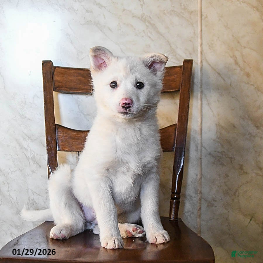 Mixed Breed dogs Ocean - Ad 34