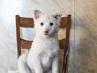 Mixed Breed dogs Ocean - Ad 34