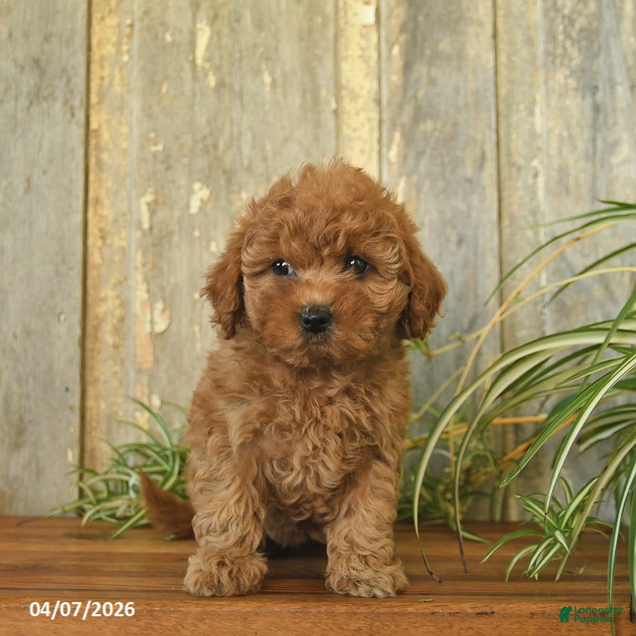 Maltipoo dogs Rose  - Ad 2