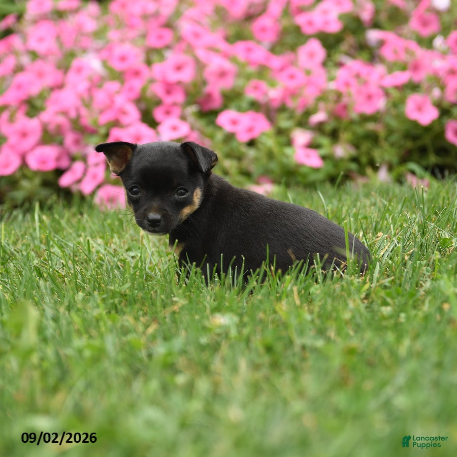 Chihuahua dogs Lady McZoomie - Ad 2
