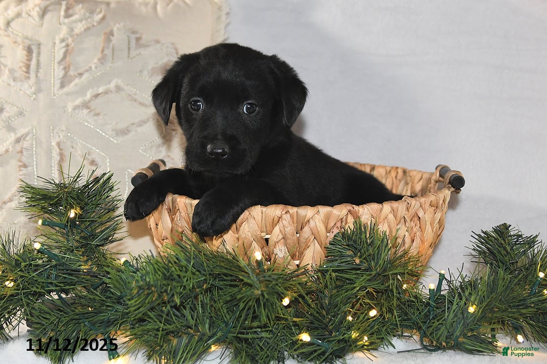 Labrador Retriever dogs for sale: Rhoda - Ad 2
