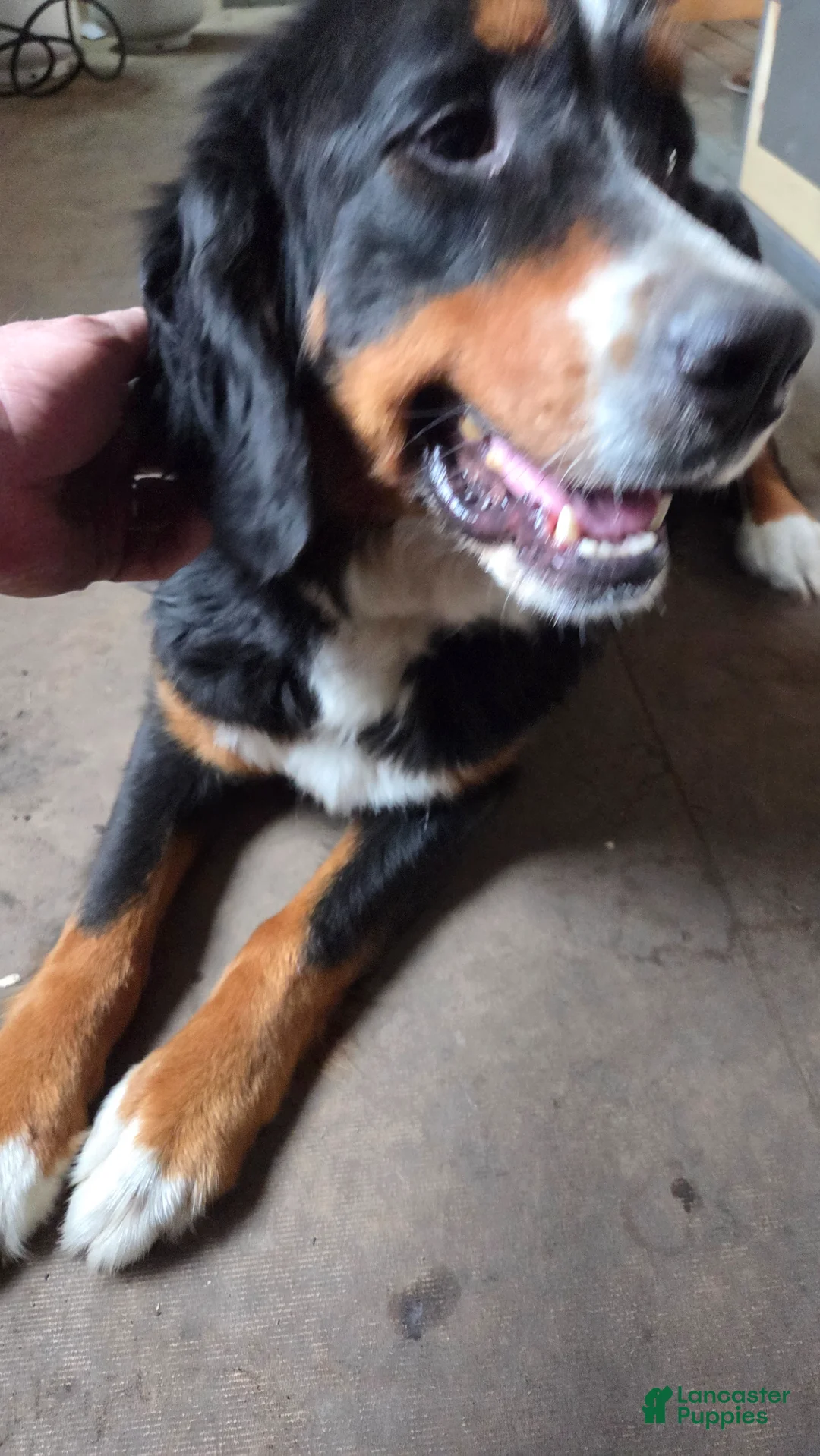 Bernese Mountain Dog dogs for sale: Bernese Mountain Dog Puppy 3 - Ad 4
