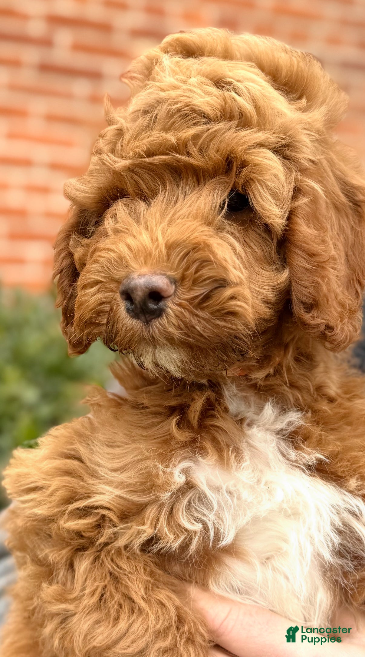 Irish Doodle dogs Archie - Ad 37