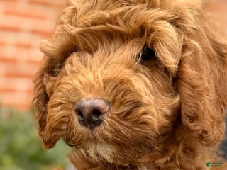 Irish Doodle dogs Archie - Ad 37
