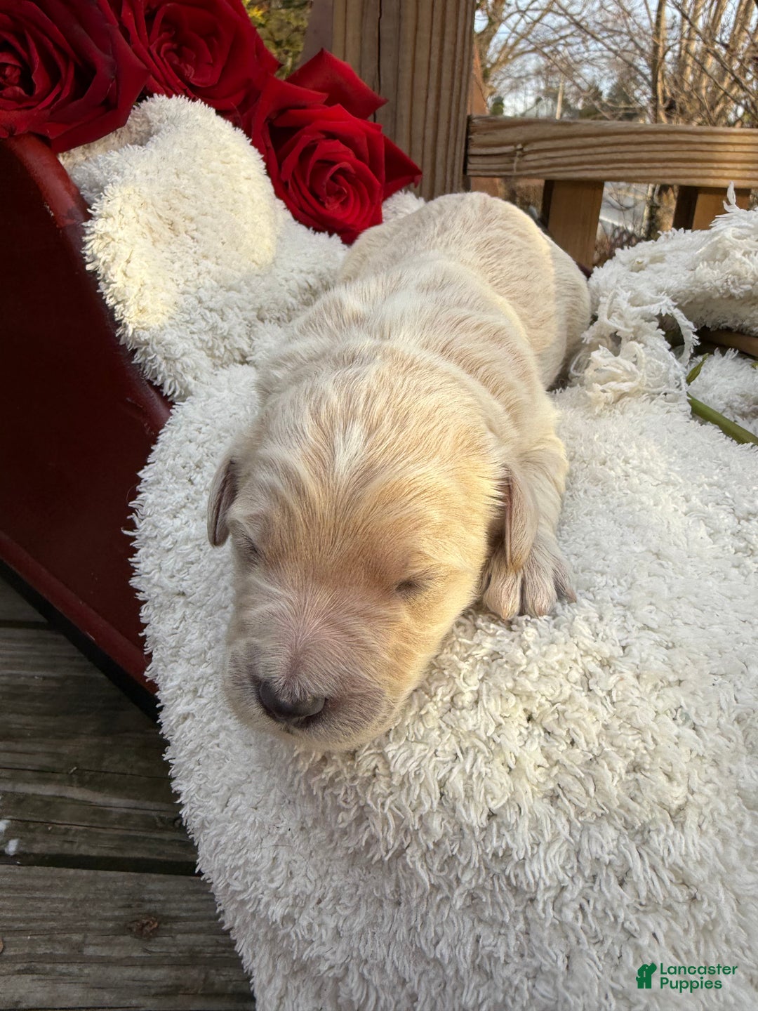 Goldendoodle dogs for sale: Cloud  - Ad 1