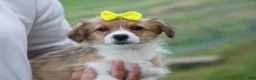 Corgipoo dogs for sale: NOEL - Ad 15