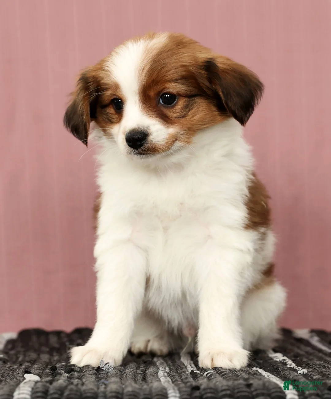 Papillon dogs for sale: Matson - Ad 6