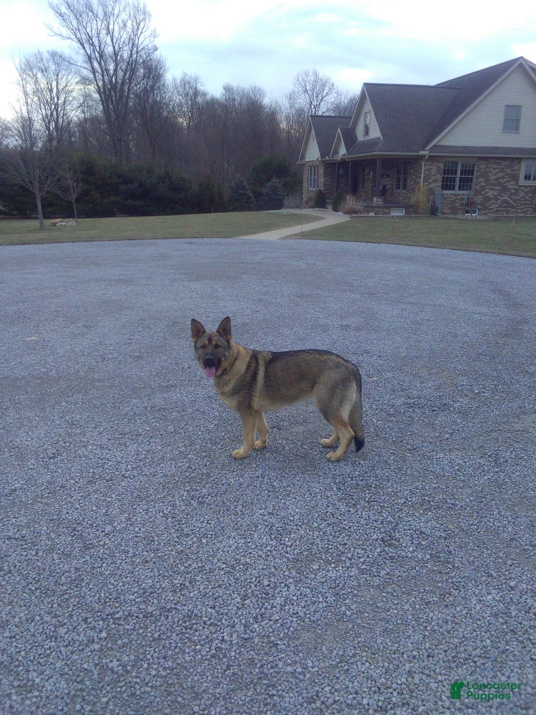 German Shepherd dogs for sale: Spring - Ad 6