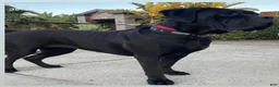 Cane Corso dogs for sale: Maxx - Ad 2