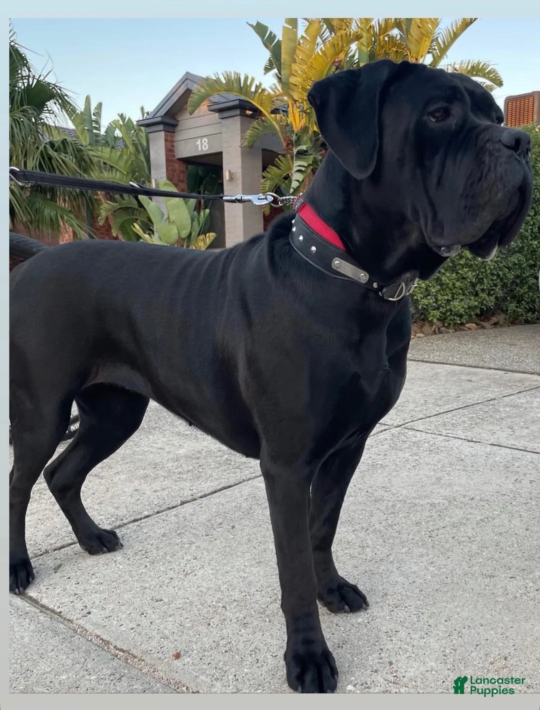 Cane Corso dogs for sale: Maxx - Ad 2