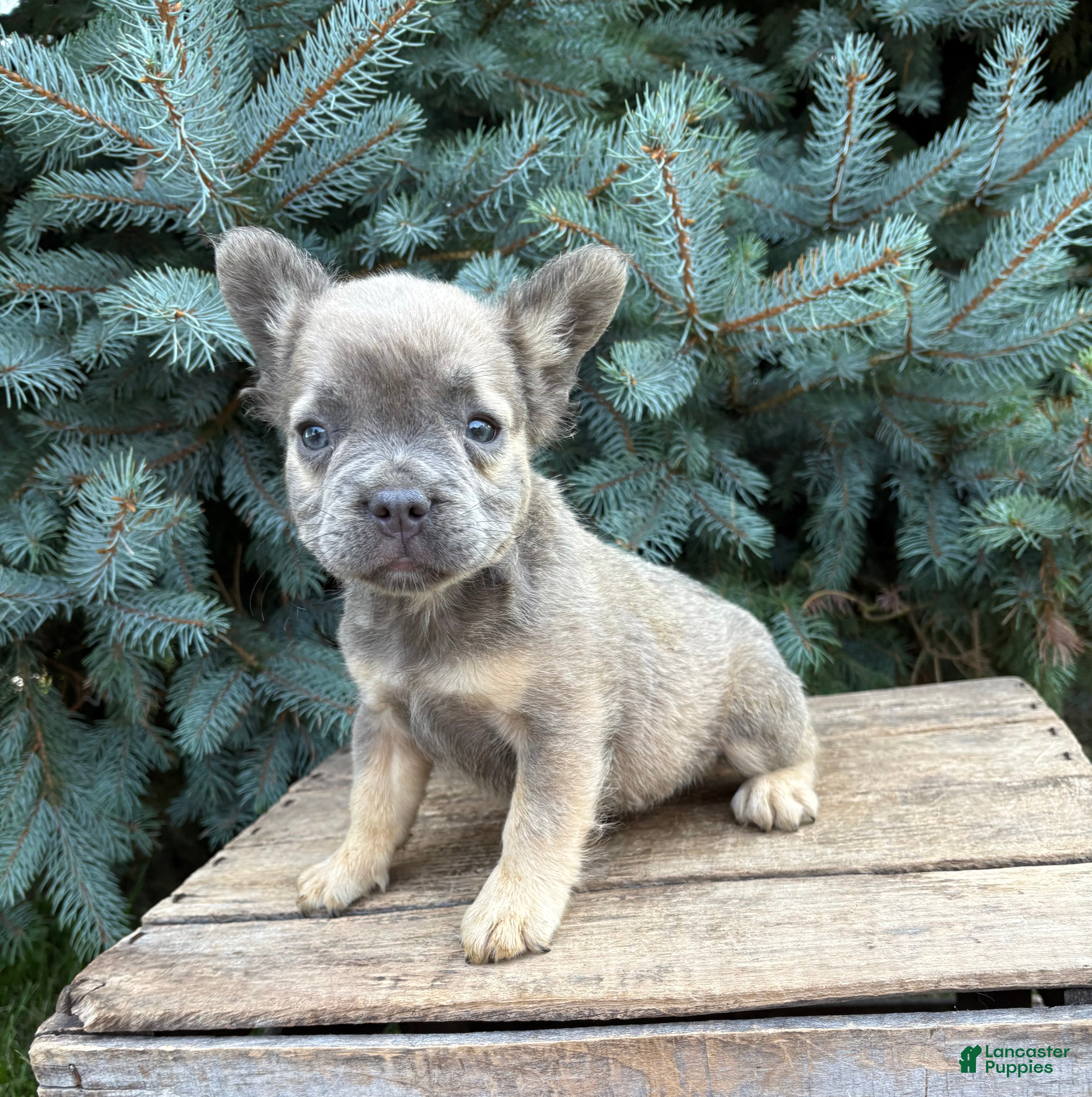 French Bulldog dogs Daisy Fluffy - Ad 2