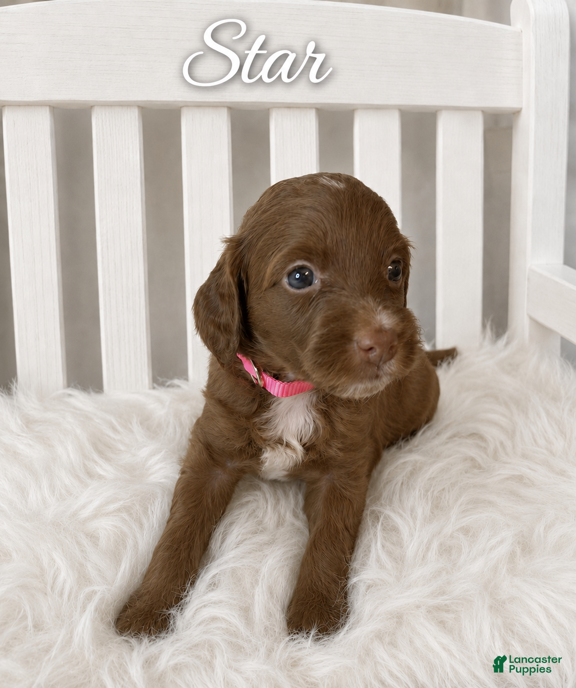 Mini Goldendoodle dogs Star - Ad 2