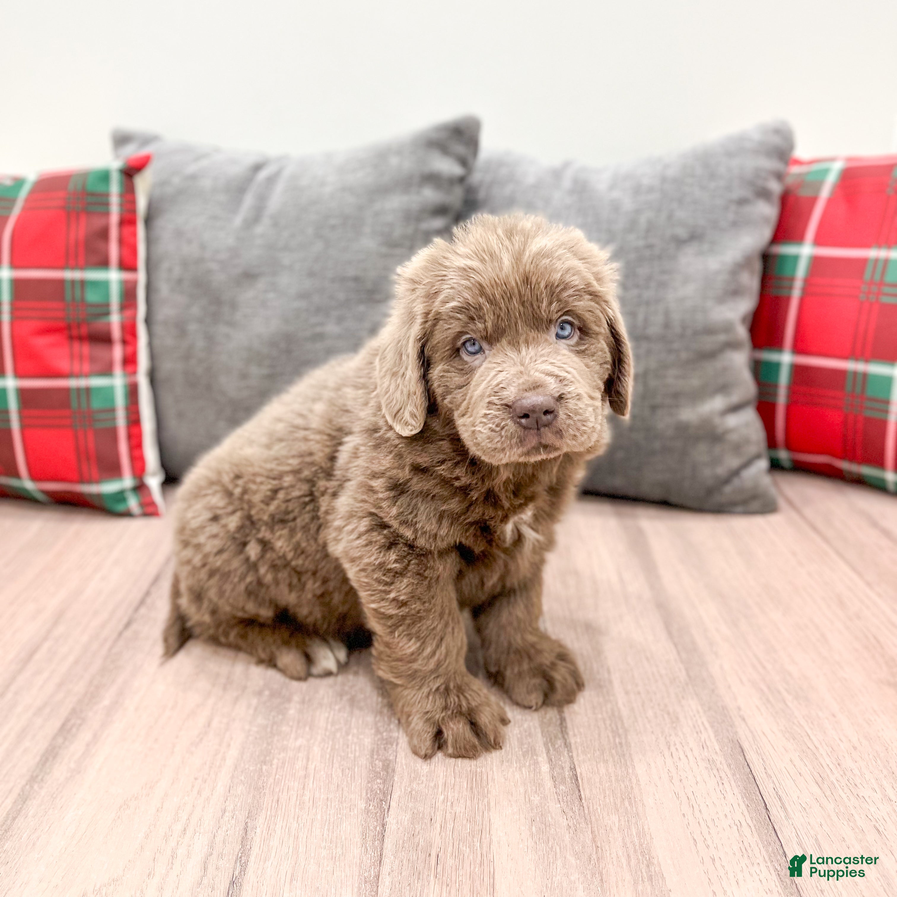 Newfoundland dogs Mia - Ad 24