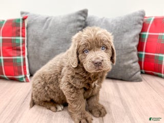 Newfoundland dogs Mia - Ad 37