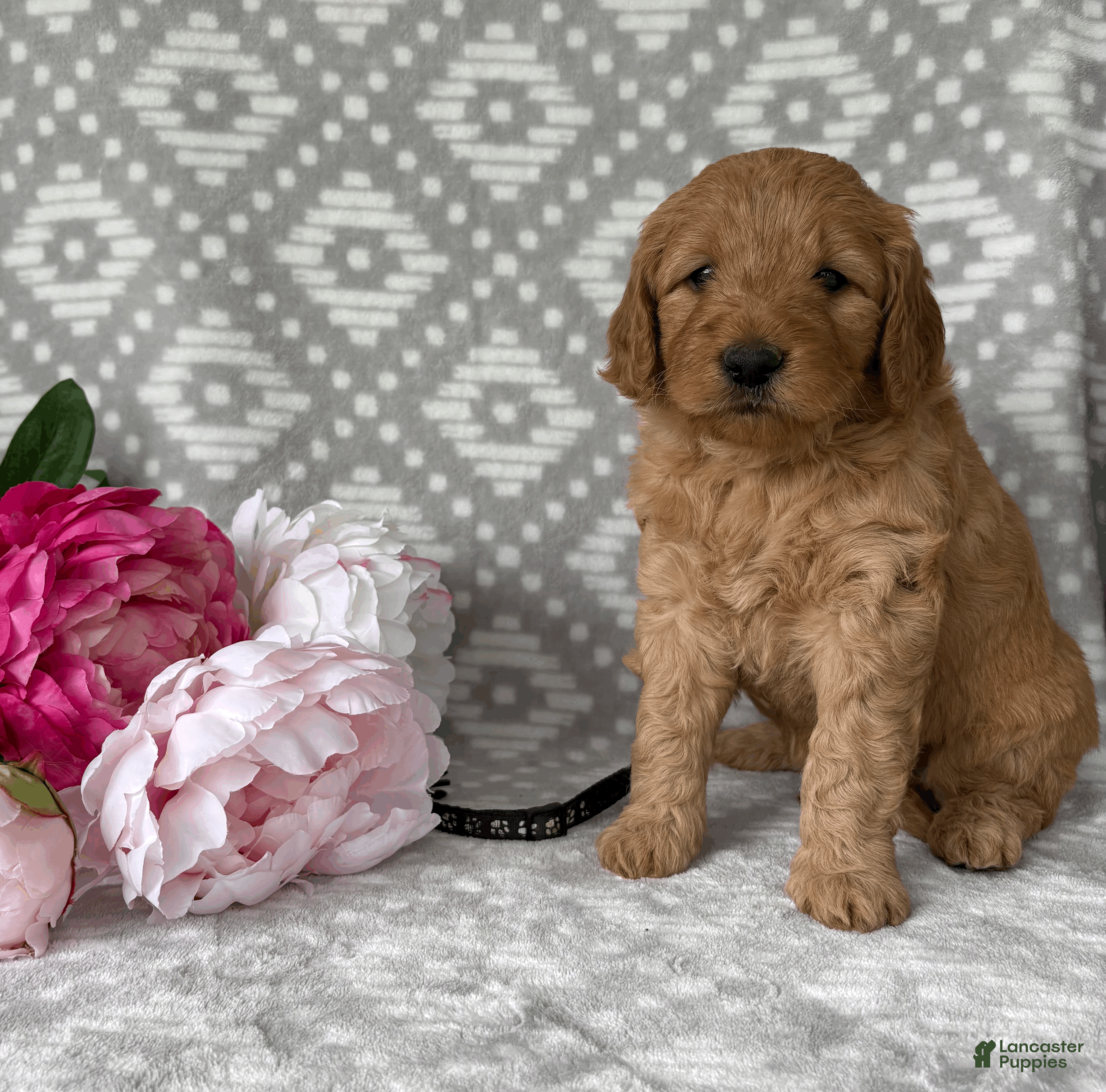 Goldendoodle dogs Aspen - Ad 1