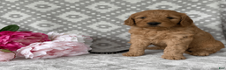 Goldendoodle dogs for sale: Aspen - Ad 1