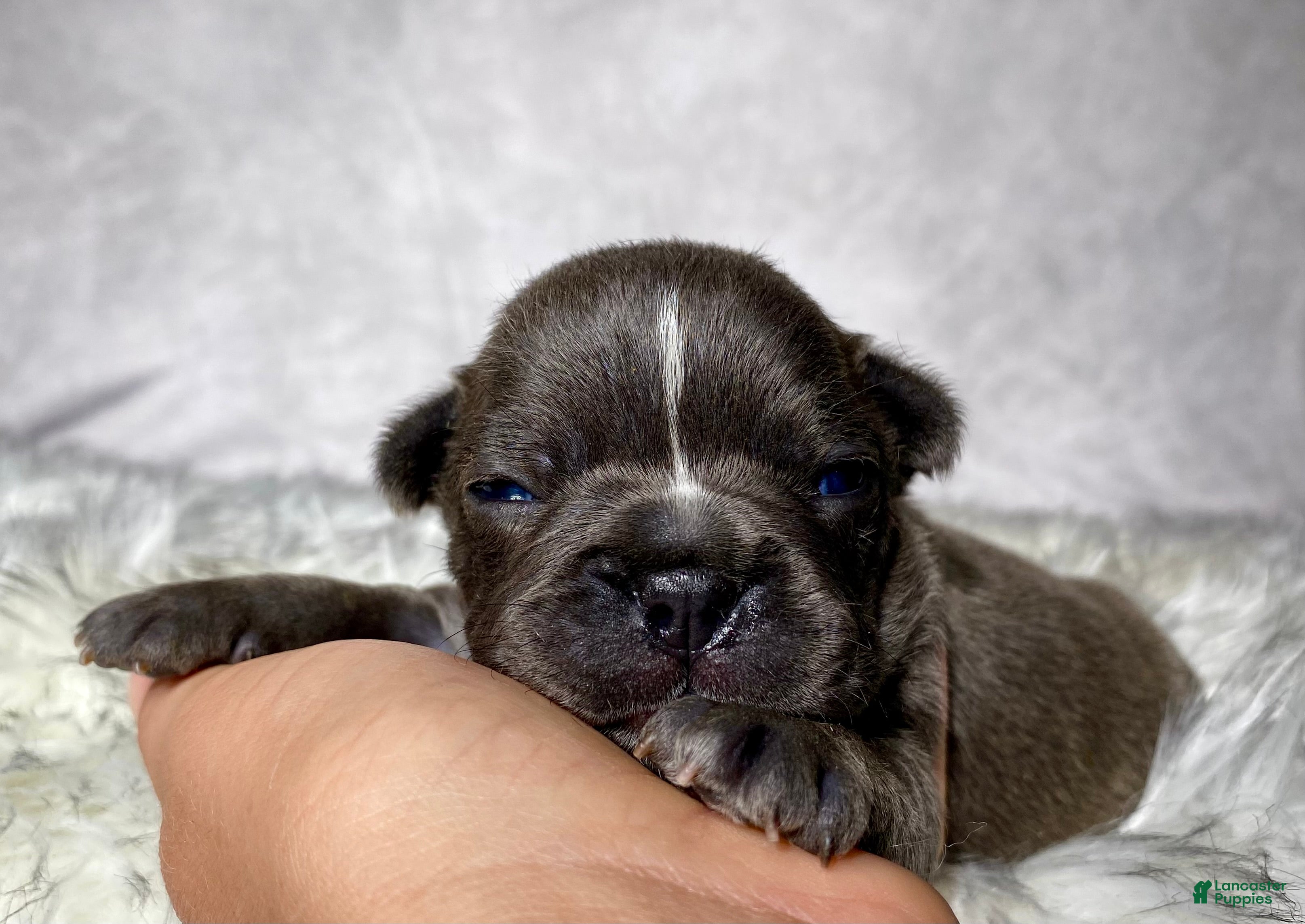 Frenchton dogs Miss Ellie  - Ad 1