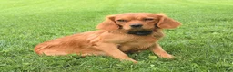 Miniature Golden Retriever dogs for sale: Pumpkin - Ad 6