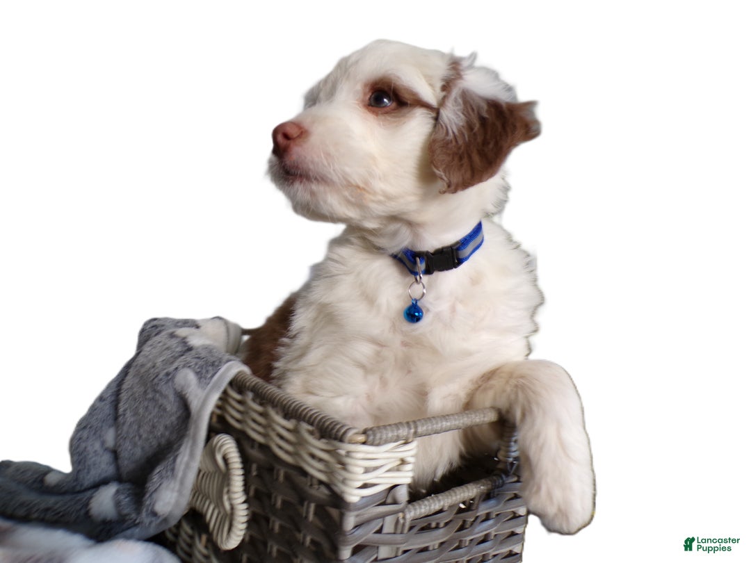 Mini Aussiedoodle dogs for sale: Mini Aussie-doodle Puppy 3 Marla - Ad 3