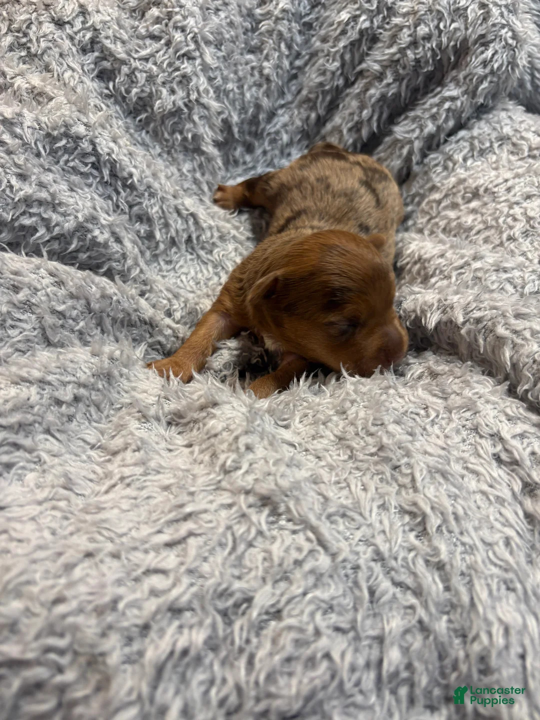 Yorkshire Terrier dogs for sale: Ashley  - Ad 1