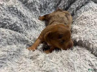 Yorkshire Terrier dogs Ashley - Ad 13