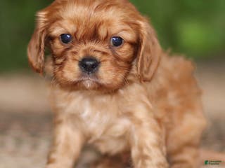 Cavalier King Charles Spaniel dogs Ricky - Ad 15