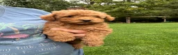 Mini Goldendoodle dogs for sale: Gunner  - Ad 1