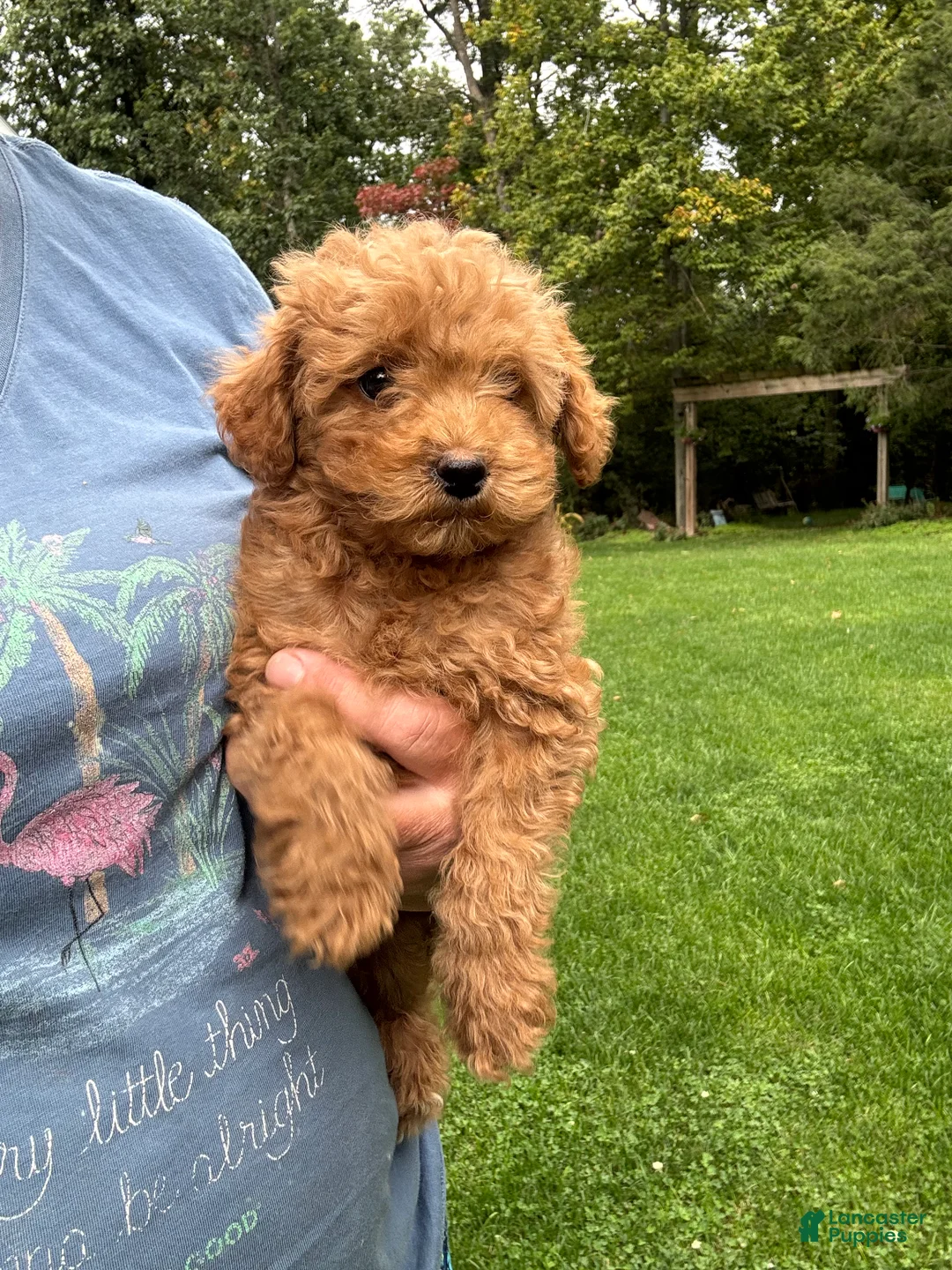 Mini Goldendoodle dogs for sale: Gunner  - Ad 1