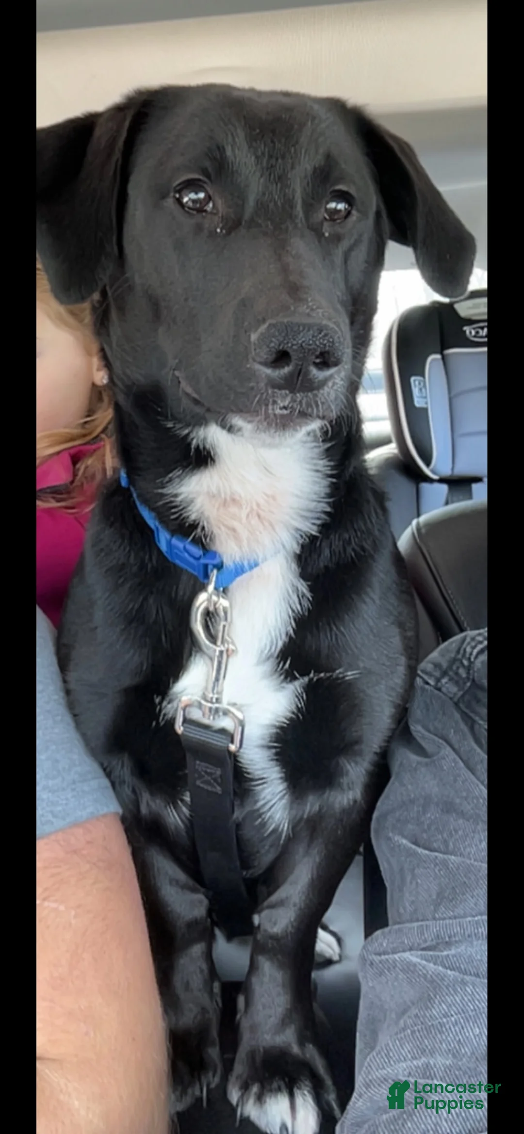 Mixed Breed dogs for sale: Maui- $150 - Ad 3