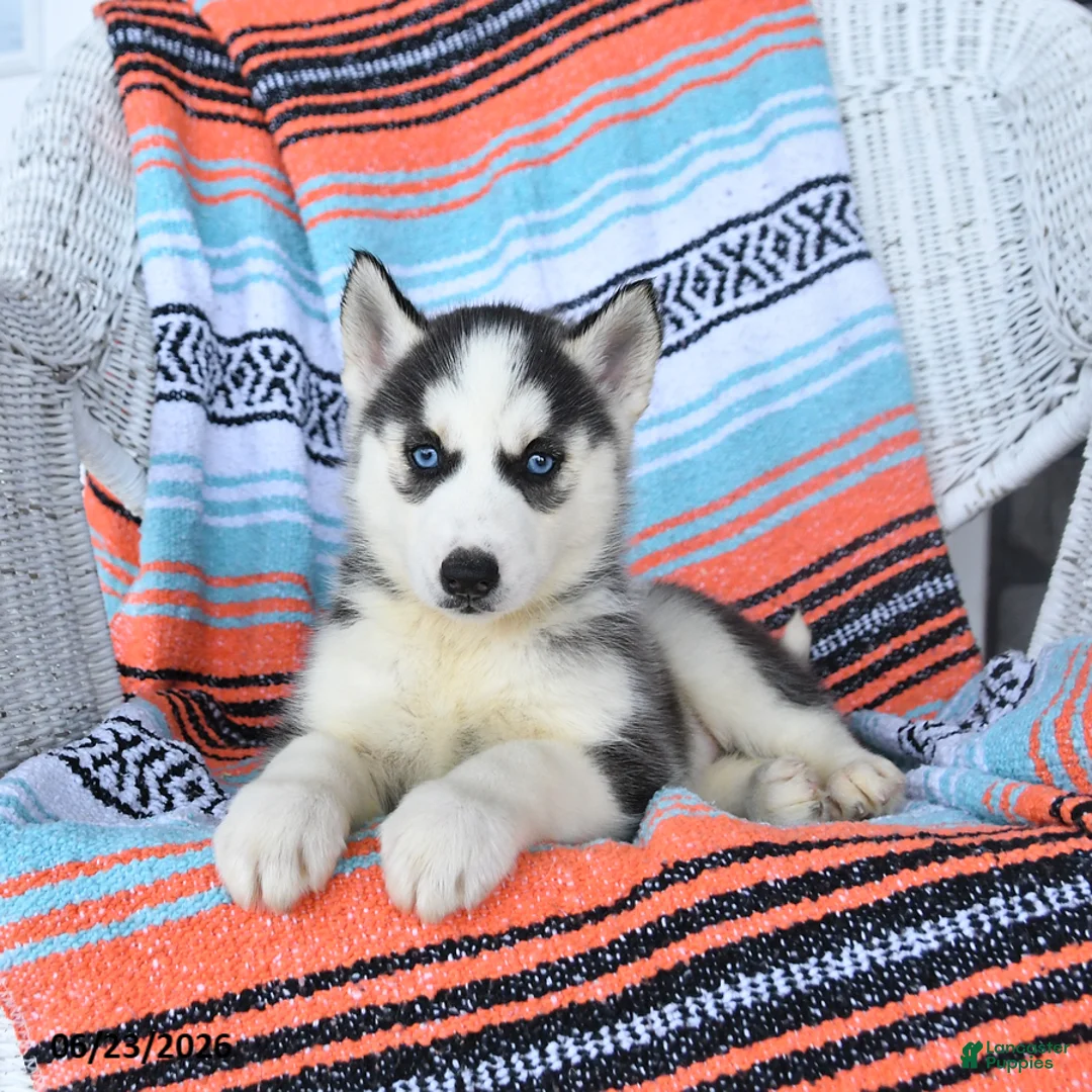 Siberian Husky dogs for sale: Shiloh - Ad 1
