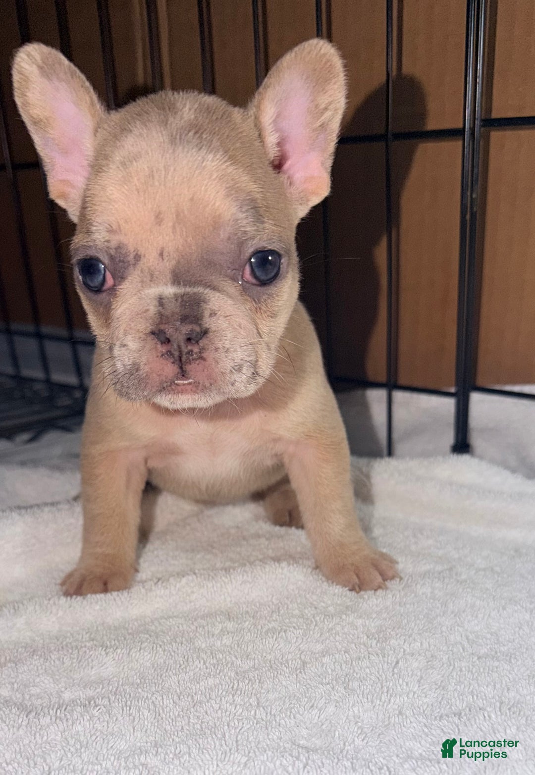 French Bulldog dogs for sale: Mini - Ad 2