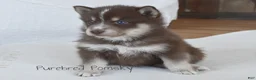 Pomsky dogs for sale: Coco Chocolate Pomsky - Ad 5