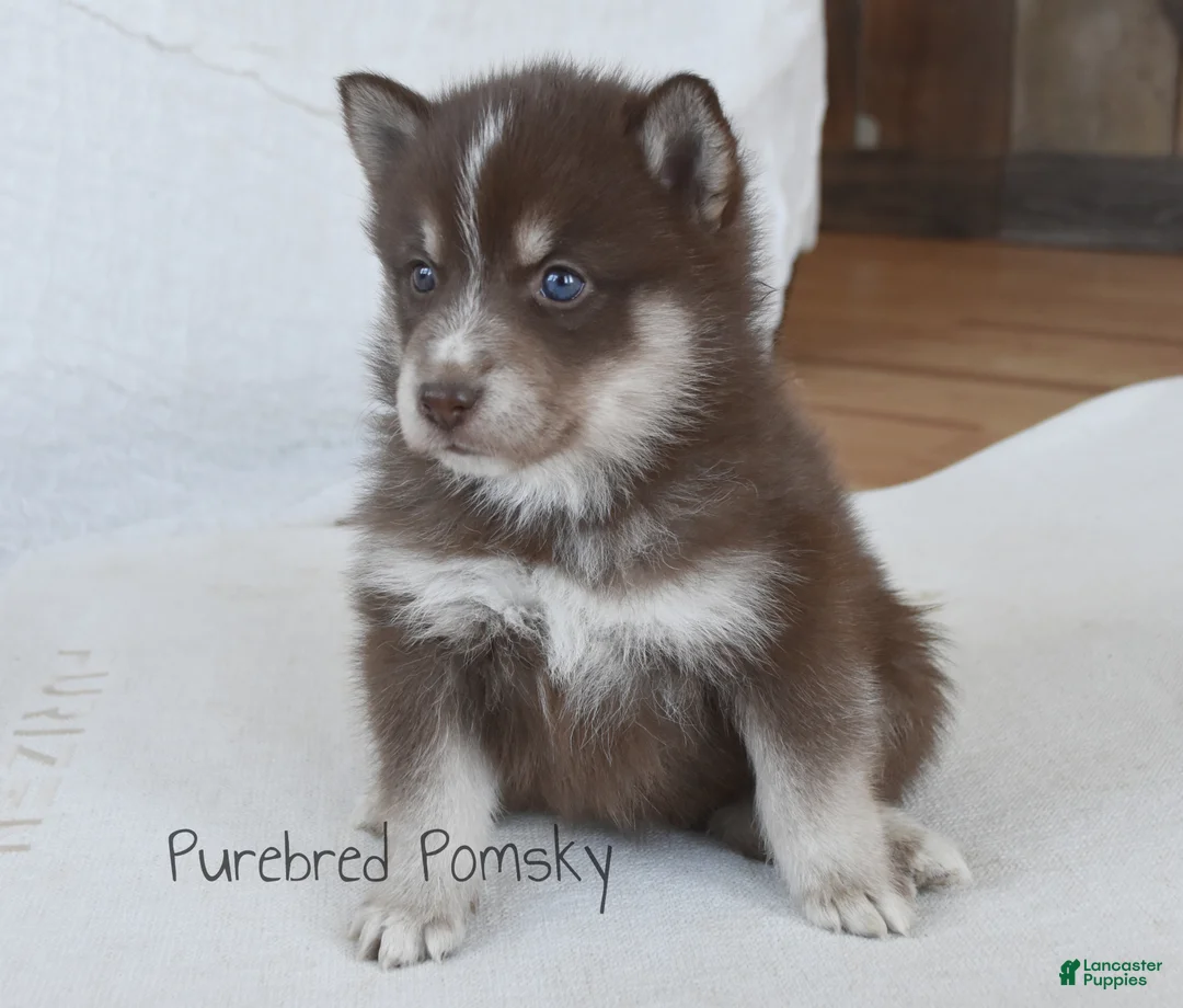 Pomsky dogs for sale: Coco Chocolate Pomsky - Ad 5