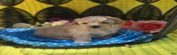 Maltipoo dogs for sale: Gypsy  - Ad 9