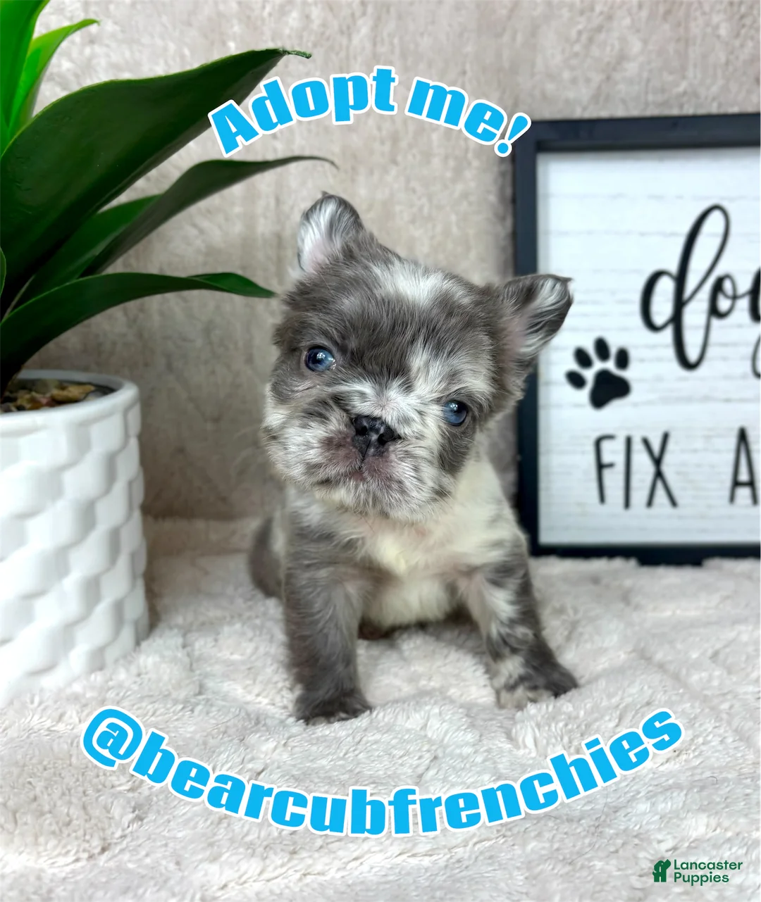 French Bulldog dogs for sale: Adorable Merle male - Ad 7