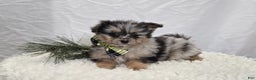 Pomapoo dogs for sale: Lewis - Ad 6