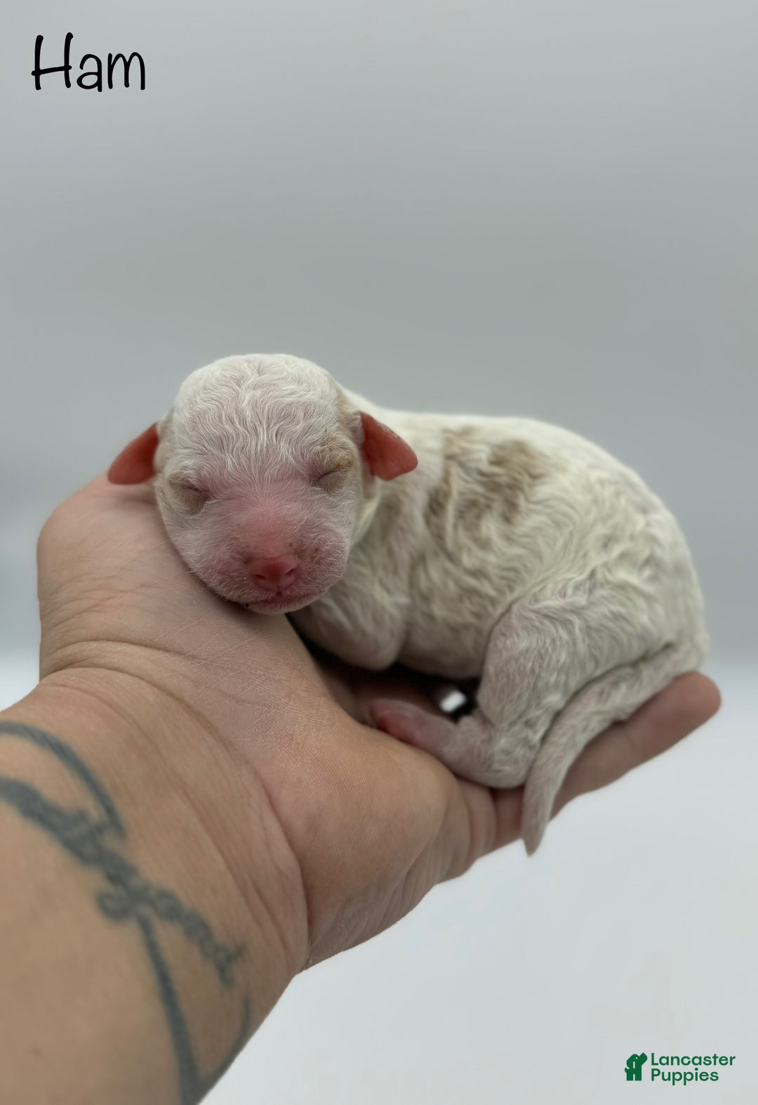 Miniature Poodle dogs for sale: Ham - Ad 3