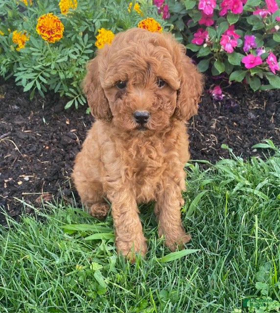 Miniature Poodle dogs Mickey - Ad 1