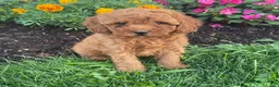 Miniature Poodle dogs for sale: Mickey - Ad 1