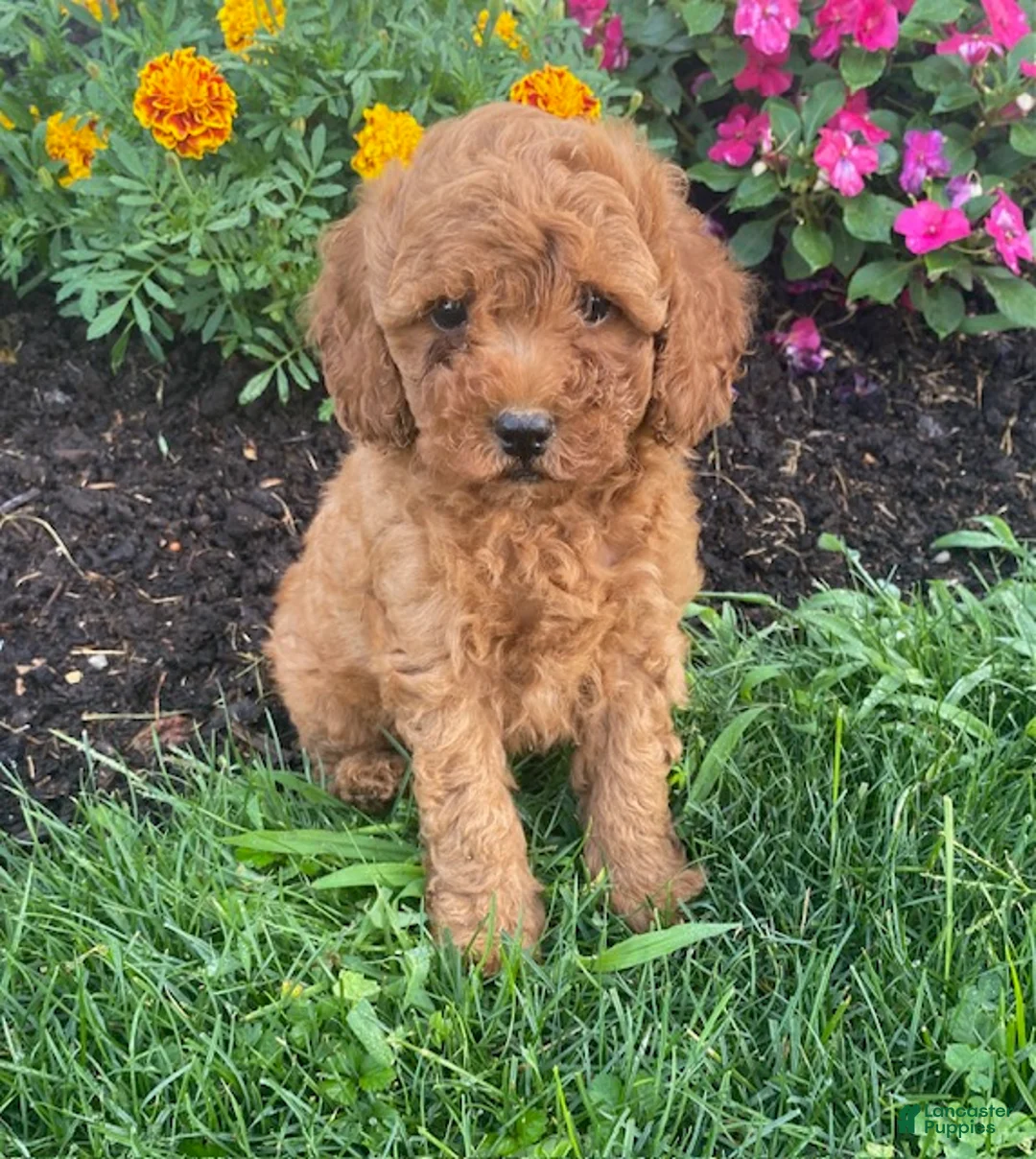 Miniature Poodle dogs for sale: Mickey - Ad 1