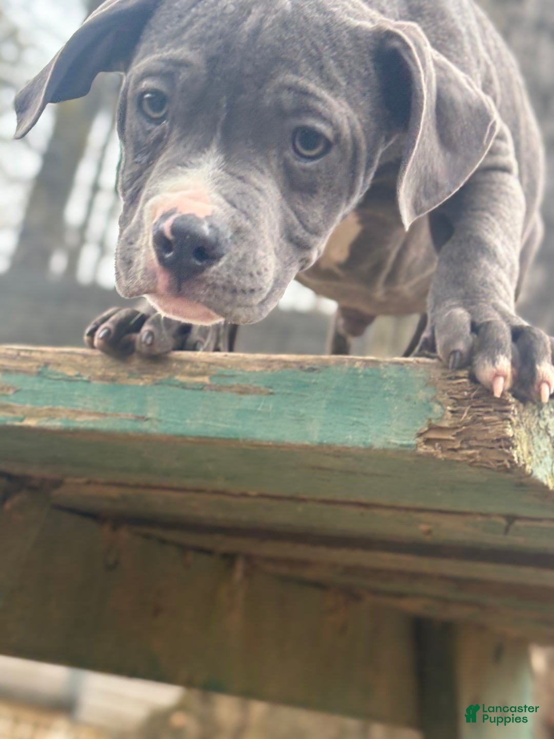 Mixed Breed dogs for sale: Bleu - Ad 2