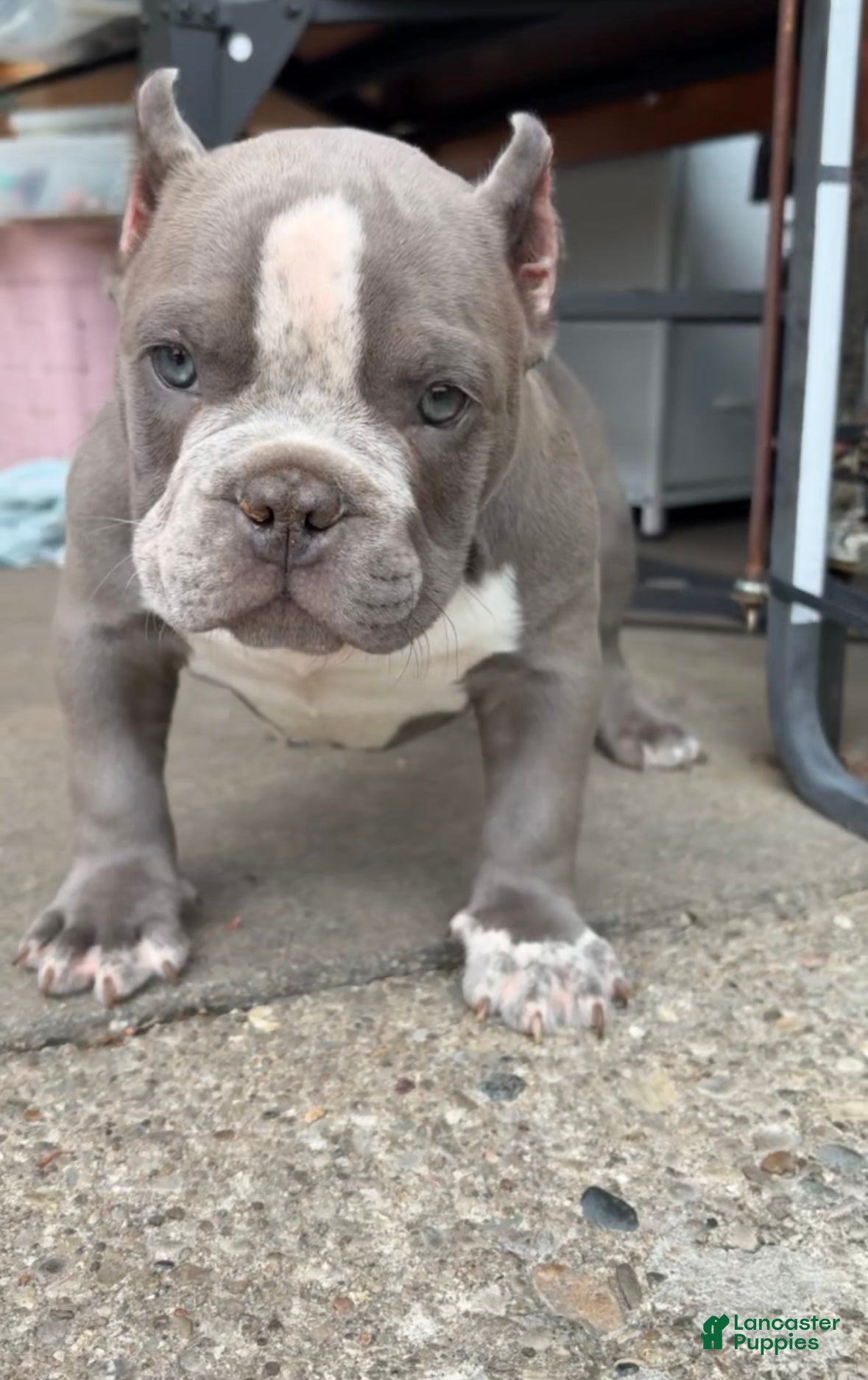 American Bully dogs American Bully Puppy 1 - Ad 16