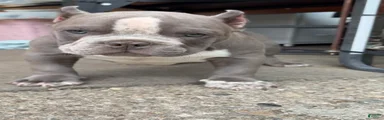American Bully Puppy 1