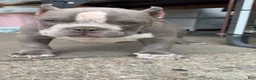 American Bully dogs for sale: American Bully Puppy 1 - Ad 1