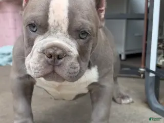 American Bully dogs American Bully Puppy 1 - Ad 35